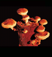 Indoor Mushroom Kits