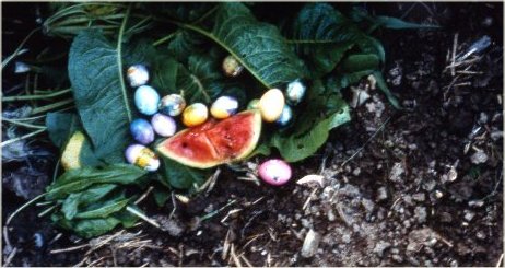 Morel Habitat Care & Feeding