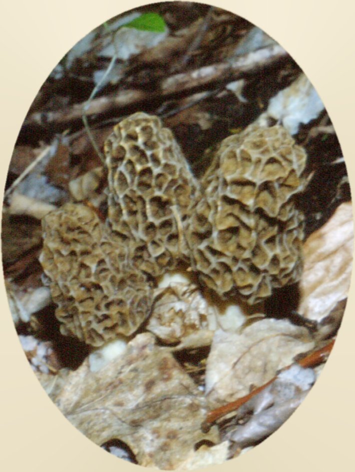 Morel Mushrooms