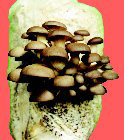 Indoor Exotic Oyster Mushroom Log Kit