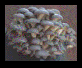 Shiitake, Oyster, Hericium, Organic Mushroom Kit Information