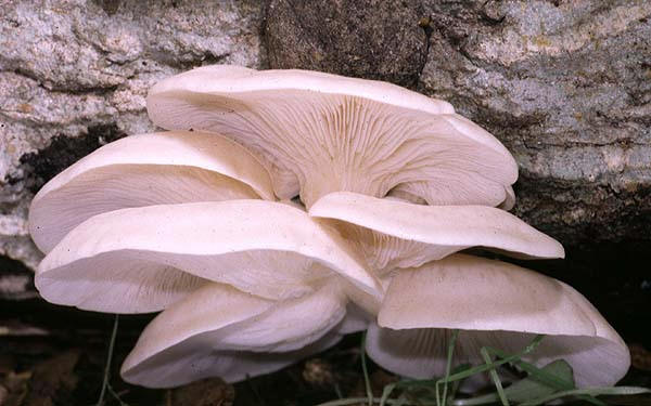 Oyster Mushroom
