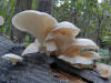 Oyster Mushroom