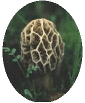 Morel Mushroom