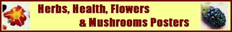 Herb, Flower, Health and Mushroom Posters