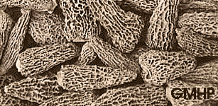 Dried Morels 