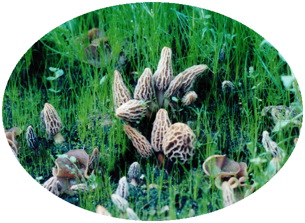 Morel Hunting