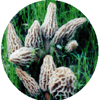 Morel Hunters DVD