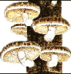Shiitake Mushrooms