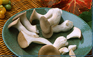 Fresh Trumpet Royale Mushrooms
