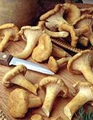 Chanterelle Mushrooms