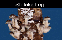Shiitake Log Kit over 4 days