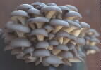 BLUE OYSTER MUSHROOM LOG