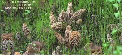 Photograph Morel Mushrooms Growing - Morel Habitat Morels 