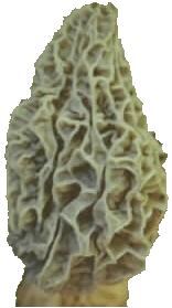 Sonoma Green Gift - Morel Mushroom - Earth Friendly Morel Habitat Kit Information