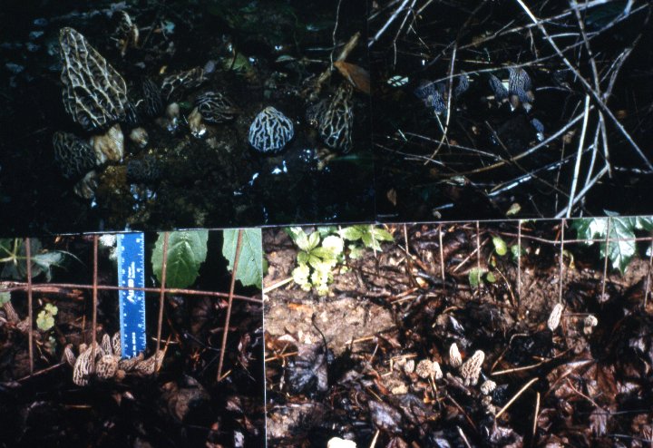 Photograph Morel Habitat Morels Growing