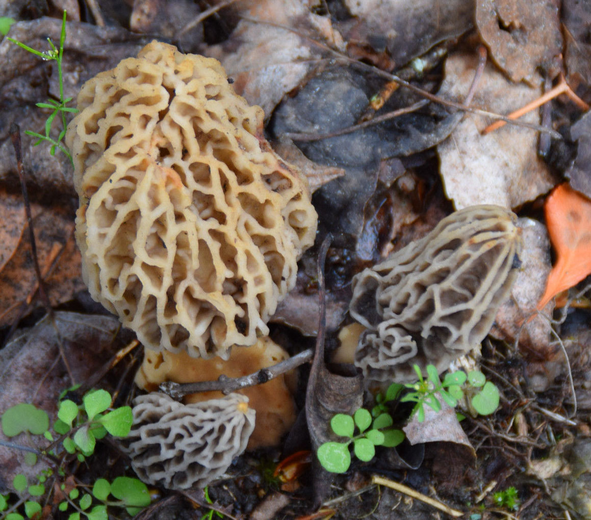 Morel Habitat Morel Mushrooms