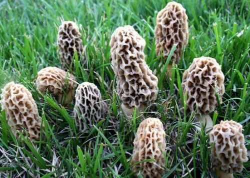 Morel Mushrooms in a customer's Morel Habitat