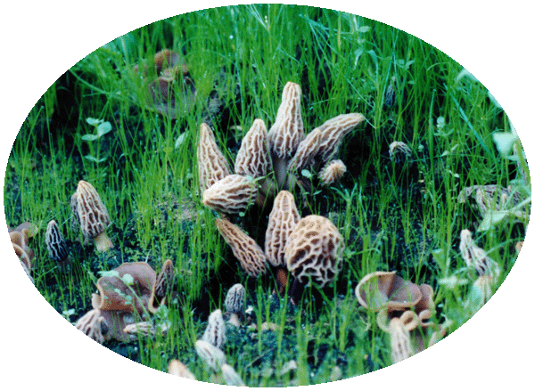 Morel Mushrooms in a Morel Habitat