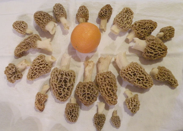 Morel  Mushrooms