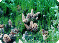 Morel Mushroom Mouse pad