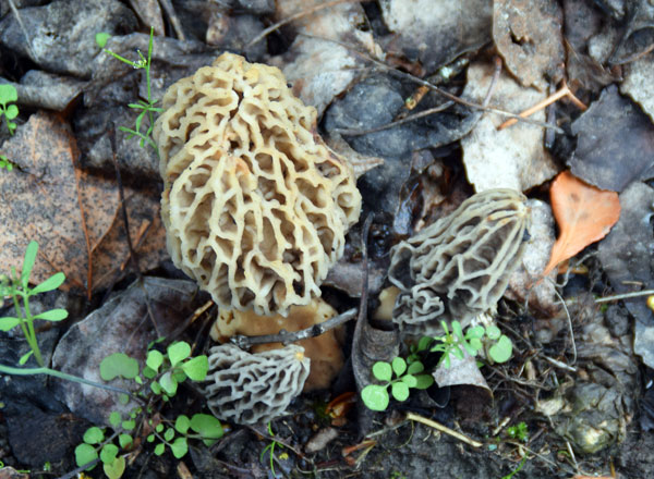 Morel Habitat - When to Pick Morel Mushrooms