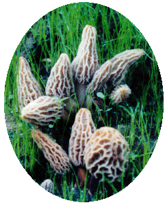 Morel Mushroom Habitat Kit