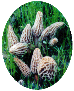 Morel Habitat Kit Morels