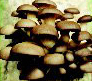 Sonoma Brown Oyster Mushroom from Plugs