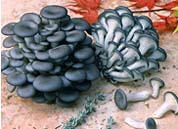 Blue Oyster Mushroom from Plugs