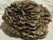 Maitake  Mushrooms from Plugs