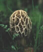 Morel Mushroom