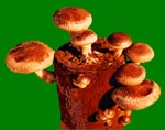 Shiitake Mushroom Log - Mushroom Kit